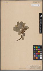 Foto von Salix caprea L.